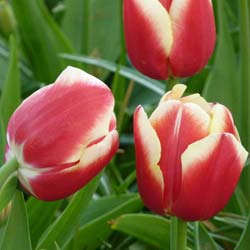 tulipe triomphe -leen van der mark